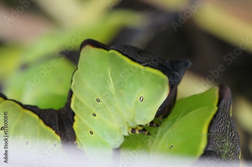 cerura vinula photo