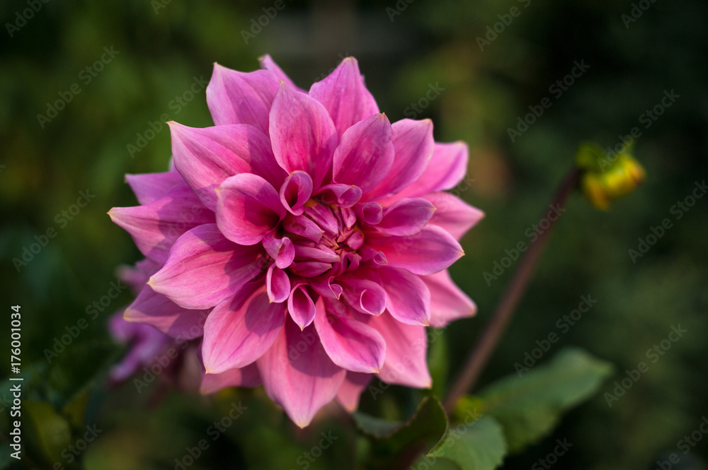 Pink dahlias blooming in the garden in the summer. Pink dahilas on a blurred green background. Pink dahlias blooming in the garden in the summer. Pink dahilas on a blurred green background.