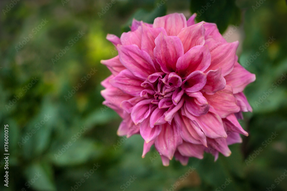 Pink dahlias blooming in the garden in the summer. Pink dahilas on a blurred green background. Pink dahlias blooming in the garden in the summer. Pink dahilas on a blurred green background.