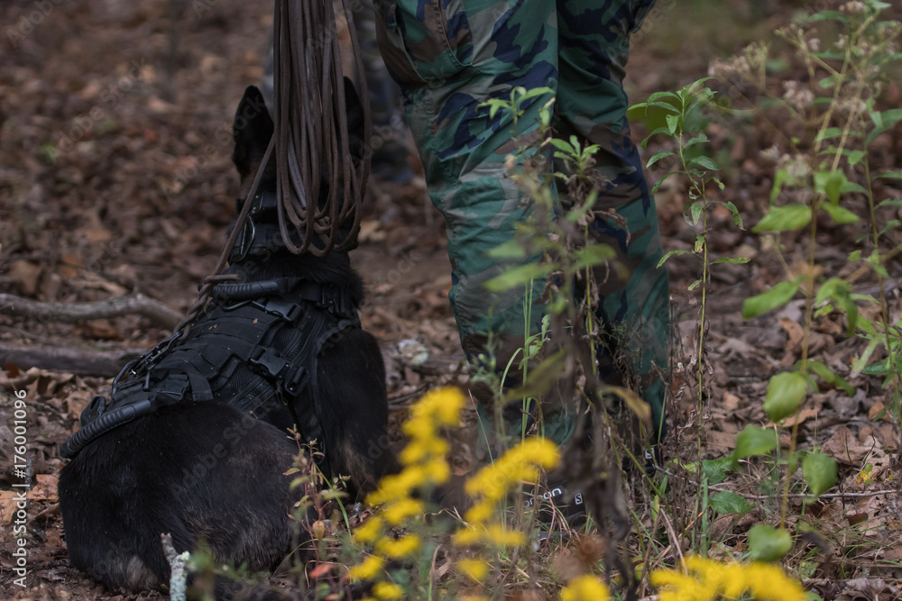 Shepherd dog laying next to handler waiting for a track Shepherd dog laying next to handler waiting for a track