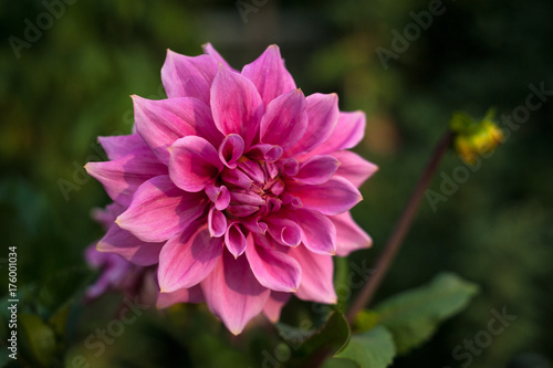 Pink dahlias blooming in the garden in the summer. Pink dahilas on a blurred green background.