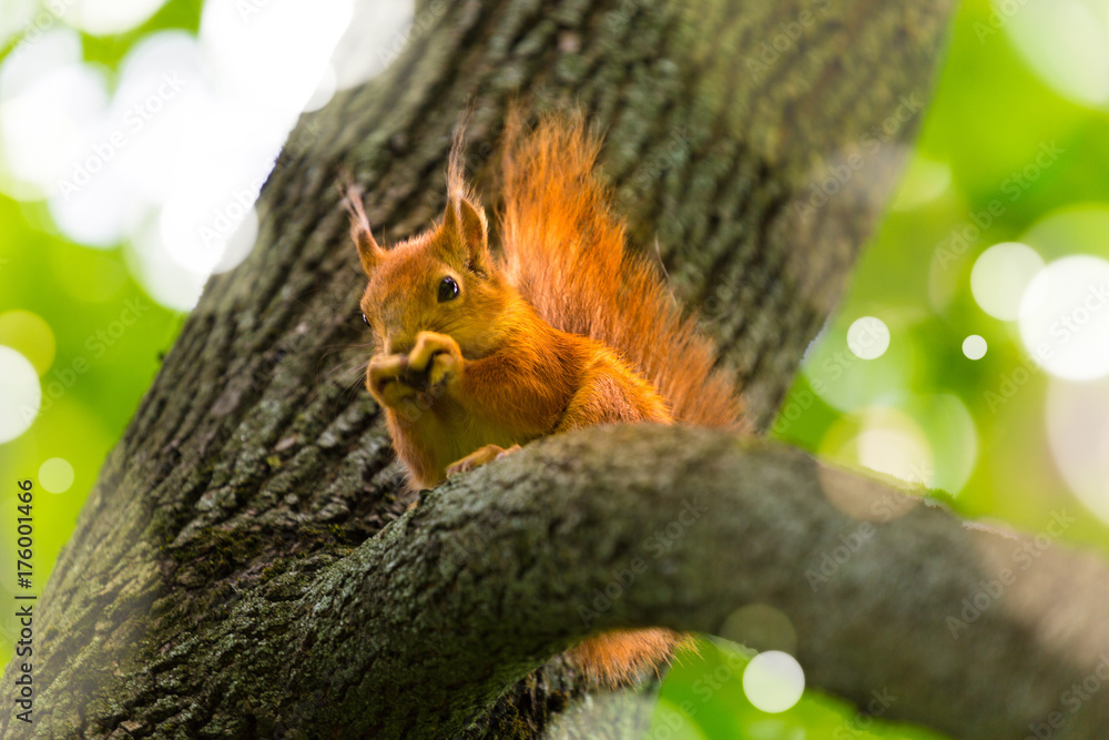 Red squirrel sitting on a tree in forest