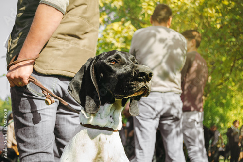 owner holding his dog, brown hunting german shorthaired pointer, kurzhaar, photo