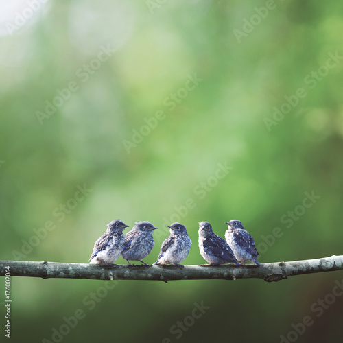 Baby blue birds in a tree