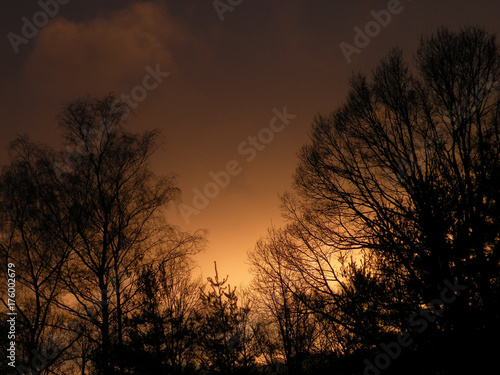 Tree sunset