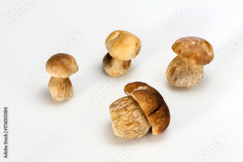 Group of Boletus Edulis mushroom isolated on white background