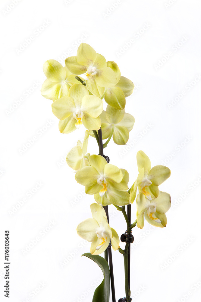Naklejka premium Beautiful yellow orchid isolated on white background.