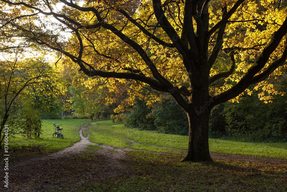 Colorful oak tree in autumn season