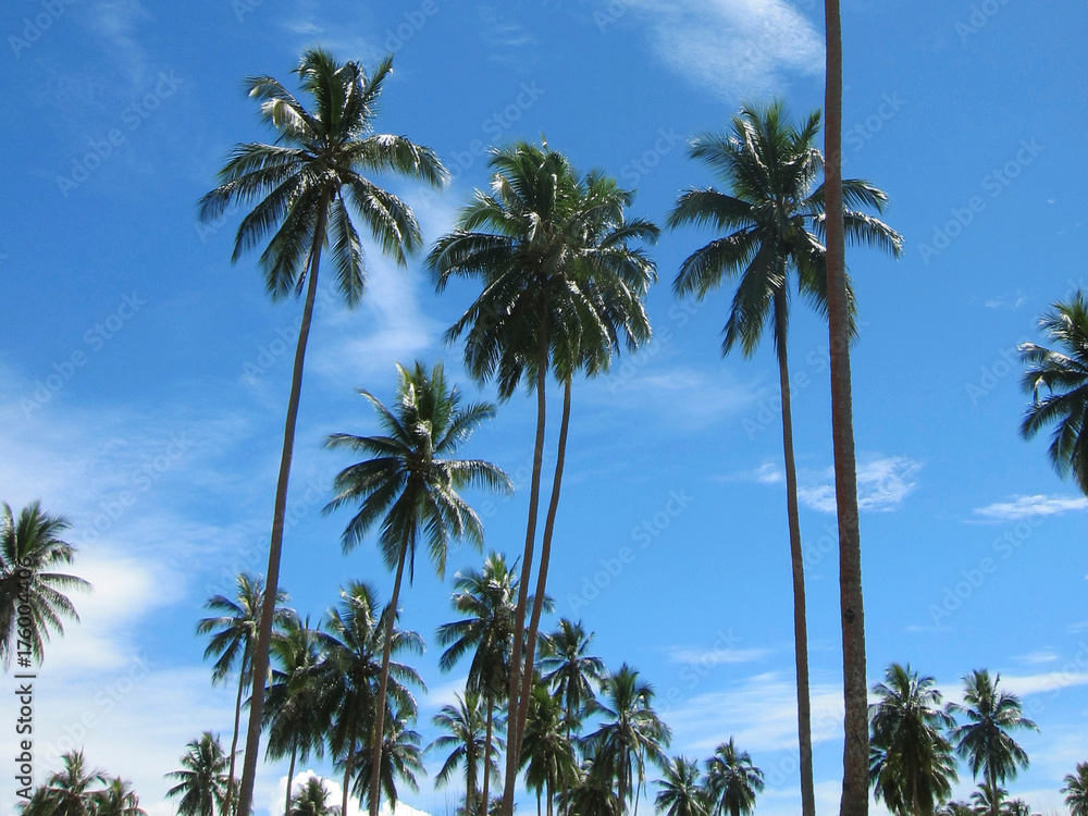 Palm Trees