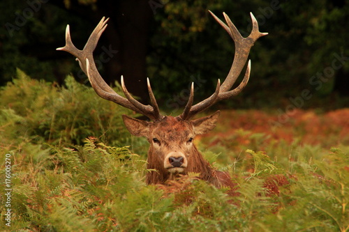 Reindeer stag with antlers in autumn camouflage 