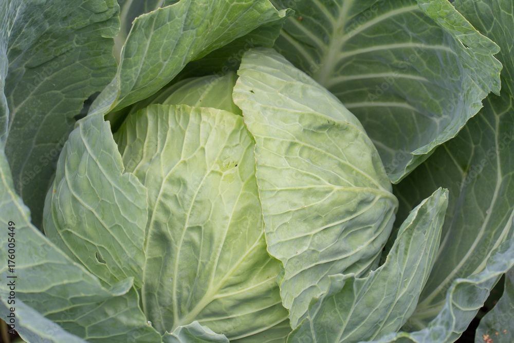 Fototapeta premium cabbage
