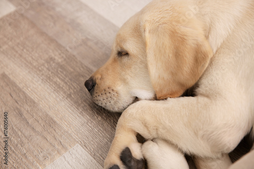 Cute dog sleeping on floor at home
