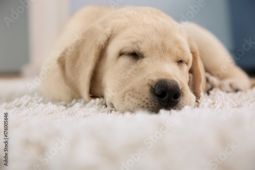 Cute puppy sleeping on floor at home
