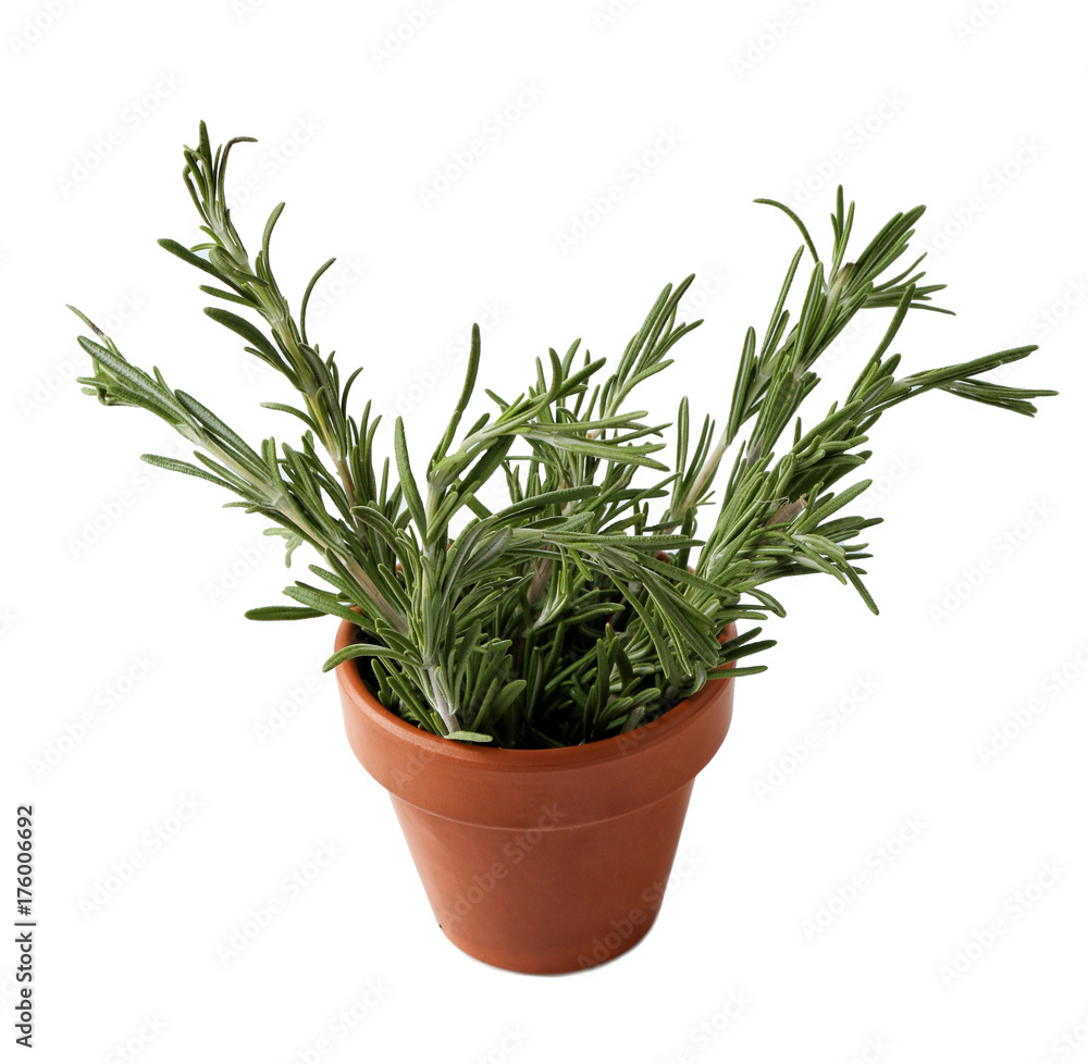 Rosemary plant in pot on white background Rosemary plant in pot on white background