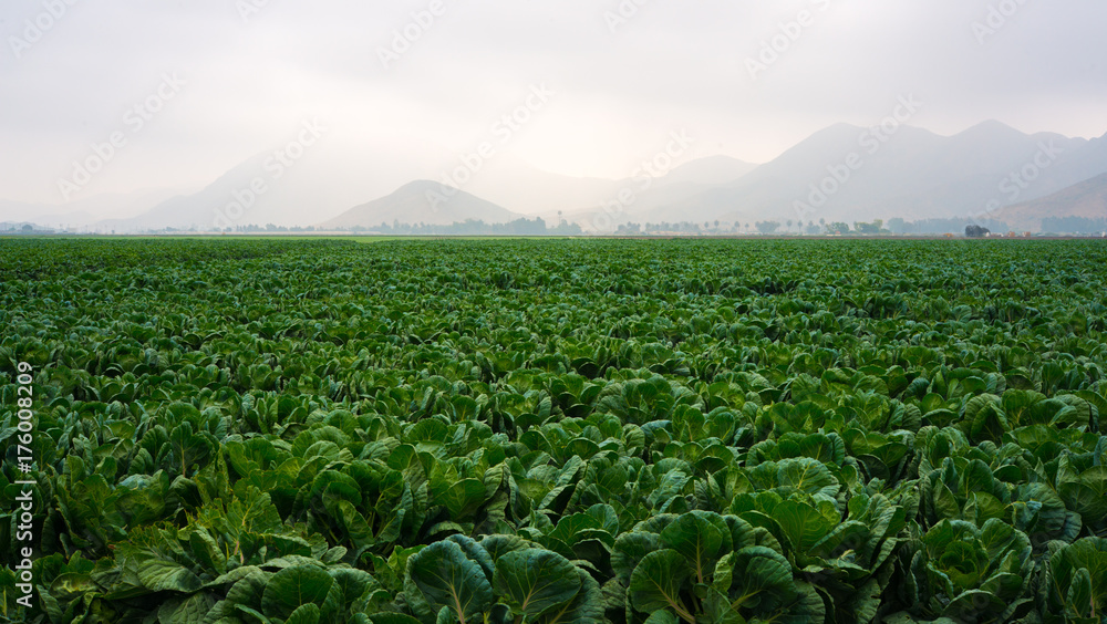 Farmer's green field Farmer's green field