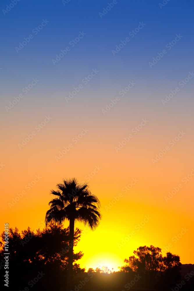 palm tree sunset