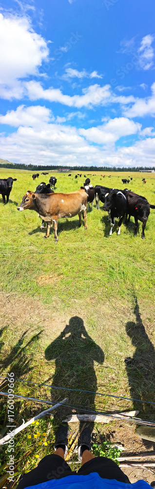 Vertical panorama with herd of cows on the field. Vertical panorama with herd of cows on the field.