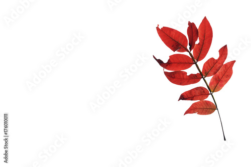 Red tattered sumac leaf on a pure white background