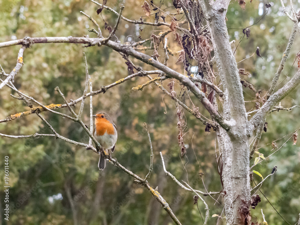 beautiful english robin close up detail sharp on branch autumn winter beautiful english robin close up detail sharp on branch autumn winter