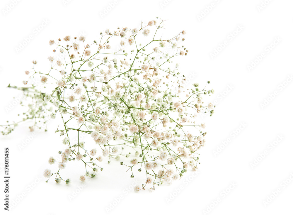 Beautiful gypsophila flowers on white background Beautiful gypsophila flowers on white background