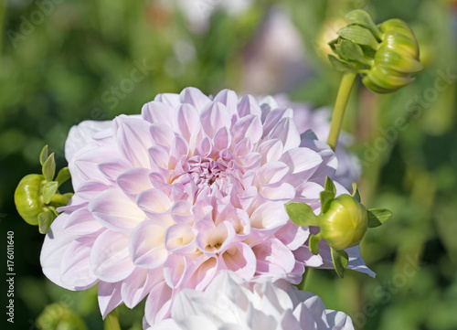 Fototapeta Naklejka Na Ścianę i Meble -  Dahlien, Dahlias