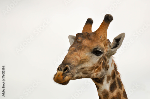 Giraffe © Yann