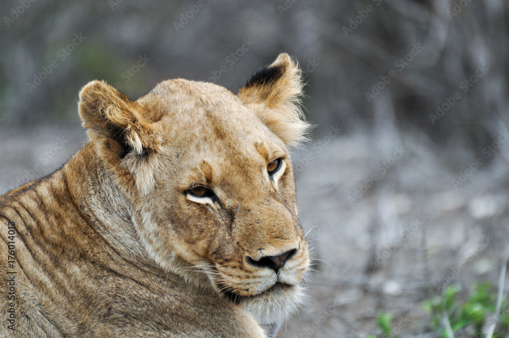 lion lion