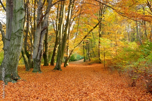 Park in autumn