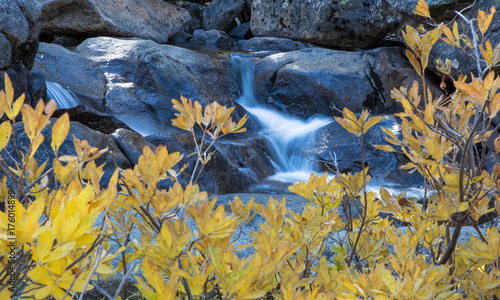 Water stream behind fall foilage
