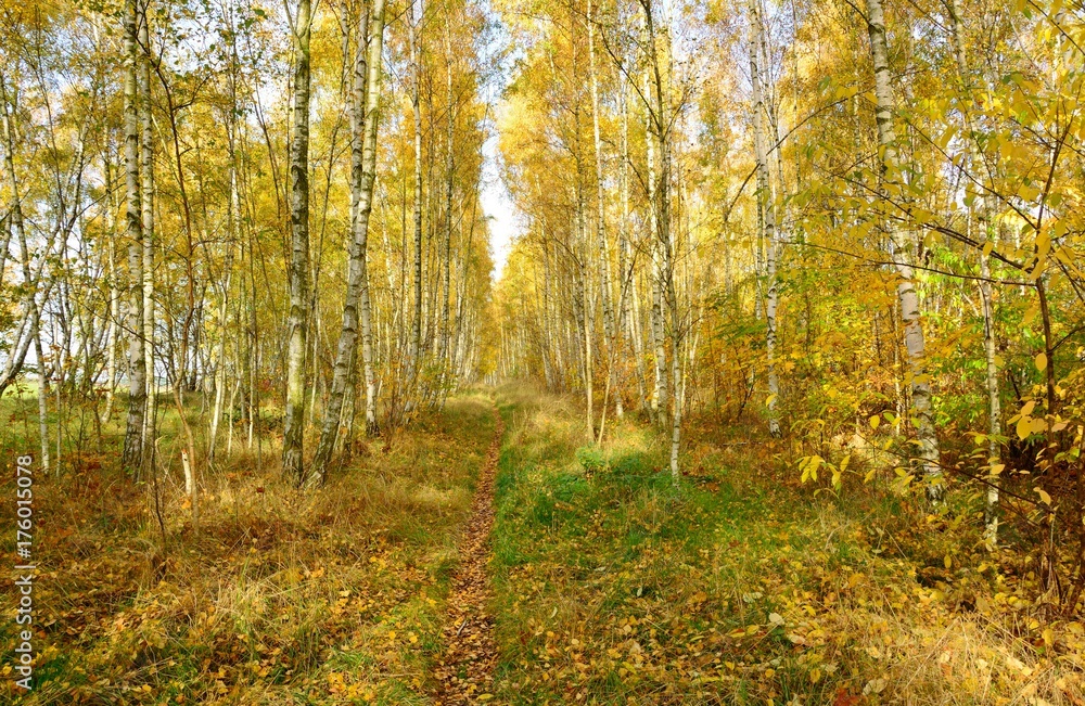 Obraz premium Park in autumn