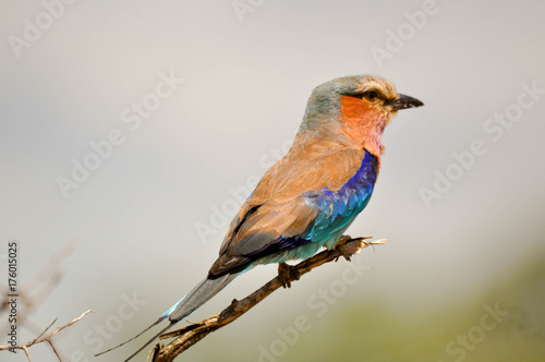 lillac breated roller