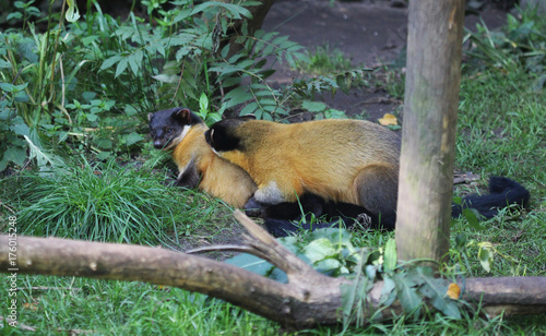 yellow-throated marten (Martes flavigula) photo