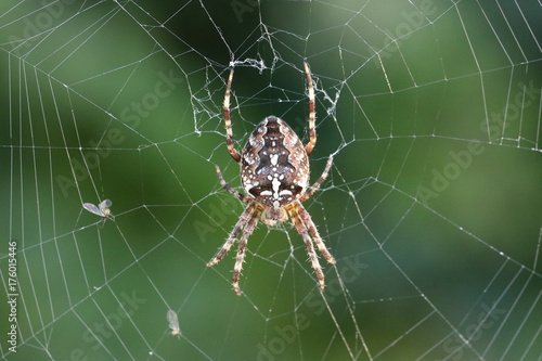 Spinne/ Webspinne (Araneae) im Spinnennetz mit Beute © Alexander