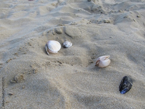 shells