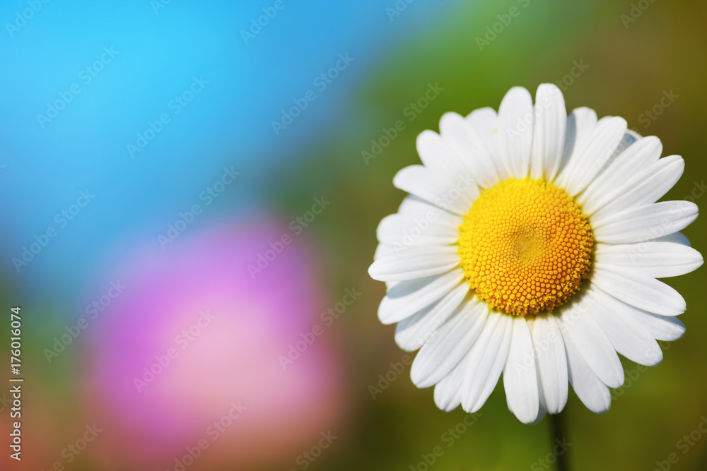 Chamomile among flowers Chamomile among flowers
