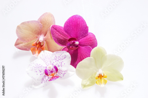 Verschiedene Orchideenblüten