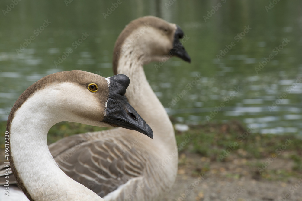 
beautiful swans