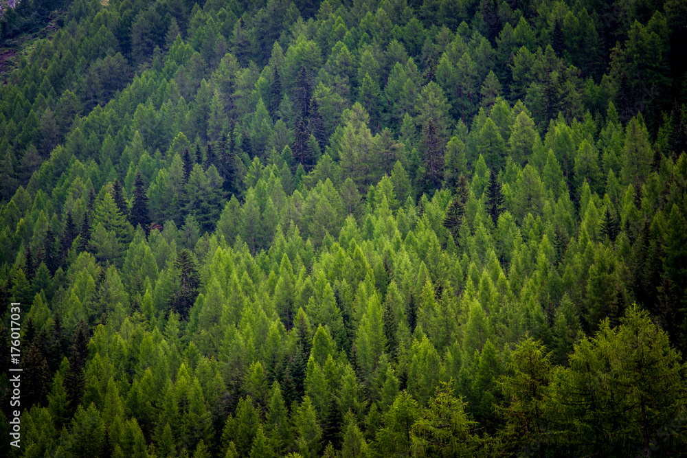 Mountain Trees and conifers Mountain Trees and conifers