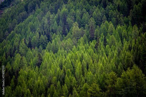 Mountain Trees and conifers