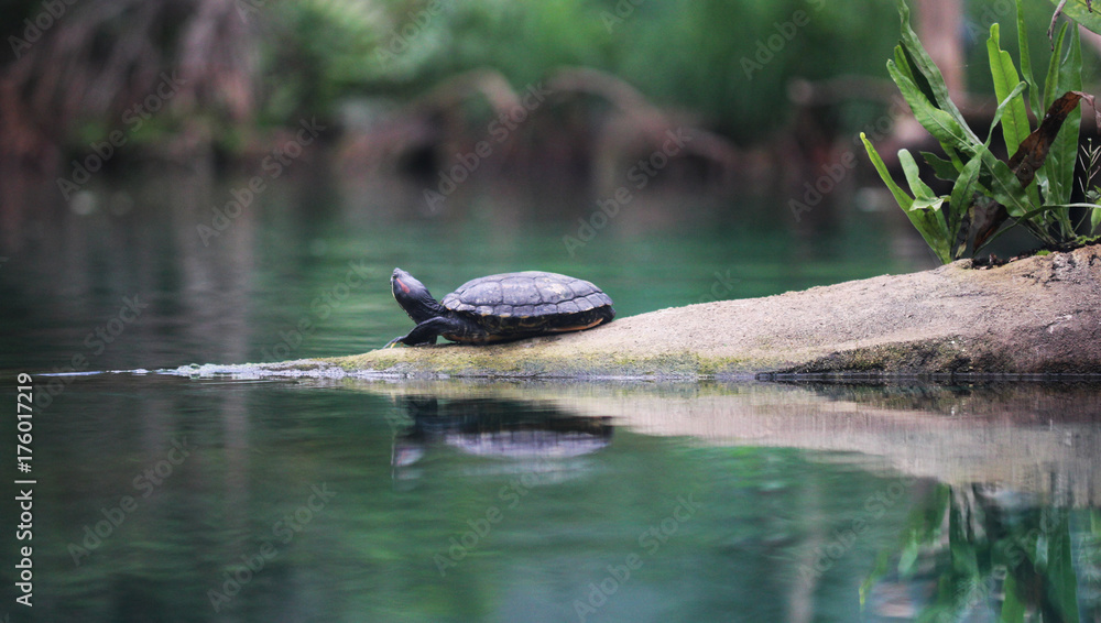 Cumberland slider turtle (Trachemys scripta troostii ) Cumberland slider turtle (Trachemys scripta troostii )