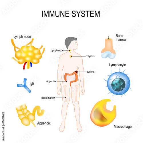 immune system