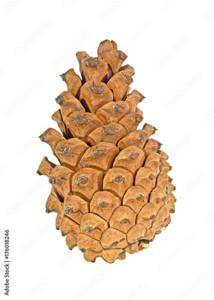 Single pine cone on white background Single pine cone on white background