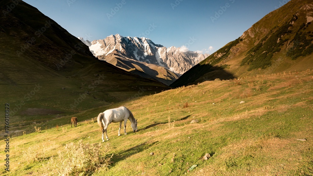 Fototapeta premium Panoramic view on Shkara mountain with wild horse, Georgia.