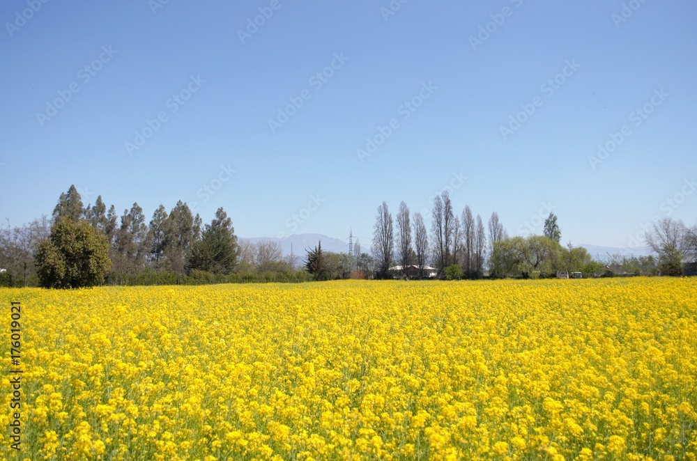 Campo de flores amarillas