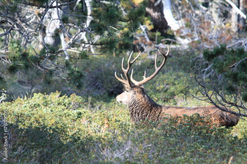 Tableau sur toile red deer in Pyrenees,Cervus elaphus