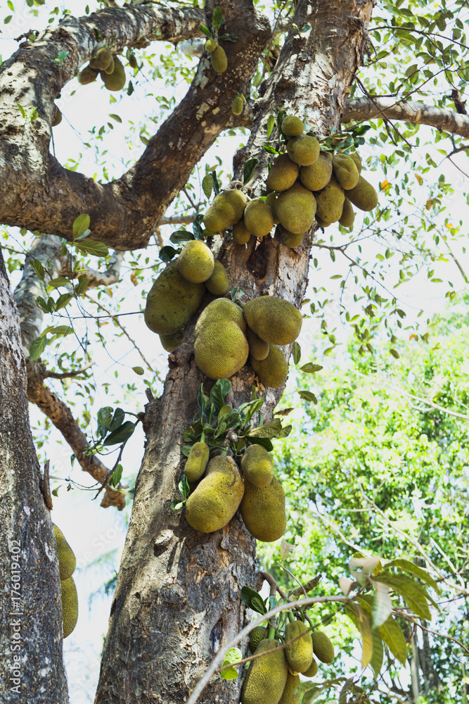 Many Jack fruits on tree,Bunch of jack fruits on a tree Many Jack fruits on tree,Bunch of jack fruits on a tree