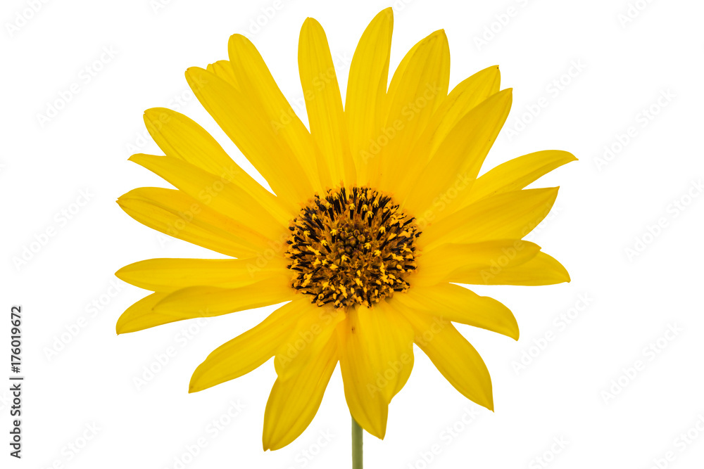 Fototapeta premium One yellow flower, isolated on white background