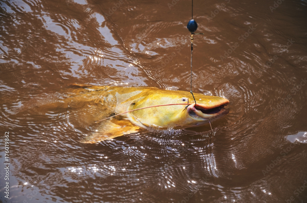 Fototapeta premium Fish hooked by a fisherman on the water surface. Fish known as Jau.