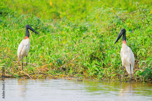 Tuiuiu birds over some plants on the margins of a river photo