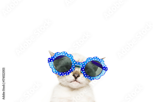 gatto con occhiali blu